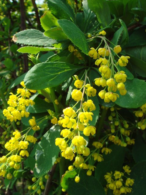 Berberis vulgaris fleur